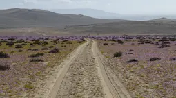 Bunga-bunga bermekaran di gurun Atacama, sekitar 600 km sebelah utara Santiago, Chile, Rabu (13/10/2021). Atacama adalah, salah satu gurun pasir paling terkenal di dunia dan dikenal sebagai tempat yang jarang sekali mengalami hujan. (MARTIN BERNETTI/AFP)