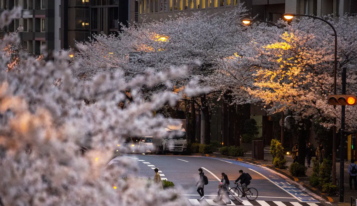 Orang-orang yang mengenakan masker pelindung untuk membantu mengekang penyebaran virus corona berjalan melintasi jalan di bawah bunga sakura di Tokyo, Minggu (28/3/2021). (AP Photo/Kiichiro Sato)
