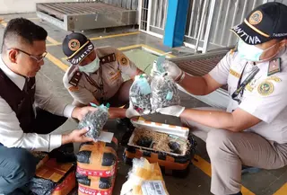 Petugas Karantina menggagalkan pengiriman 5.250 butir benih kelapa sawit tanpa dokumen resmi di Bandara Radin Inten II, Lampung. (Foto: Istimewa)