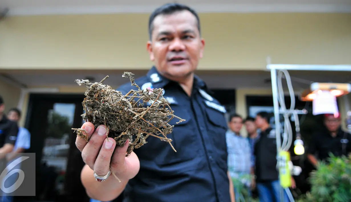 Polisi menunjukan barang bukti ganja kering dari hasil penangkapan, Jakarta (27/4). Polres Jakarta Barat menangkap pria berinisal DI (37) dengan barang bukti puluhan pot ganja di Apartemen di kawasan Pluit, Jakarta Utara. (Liputan6.com/Yoppy Renato)
