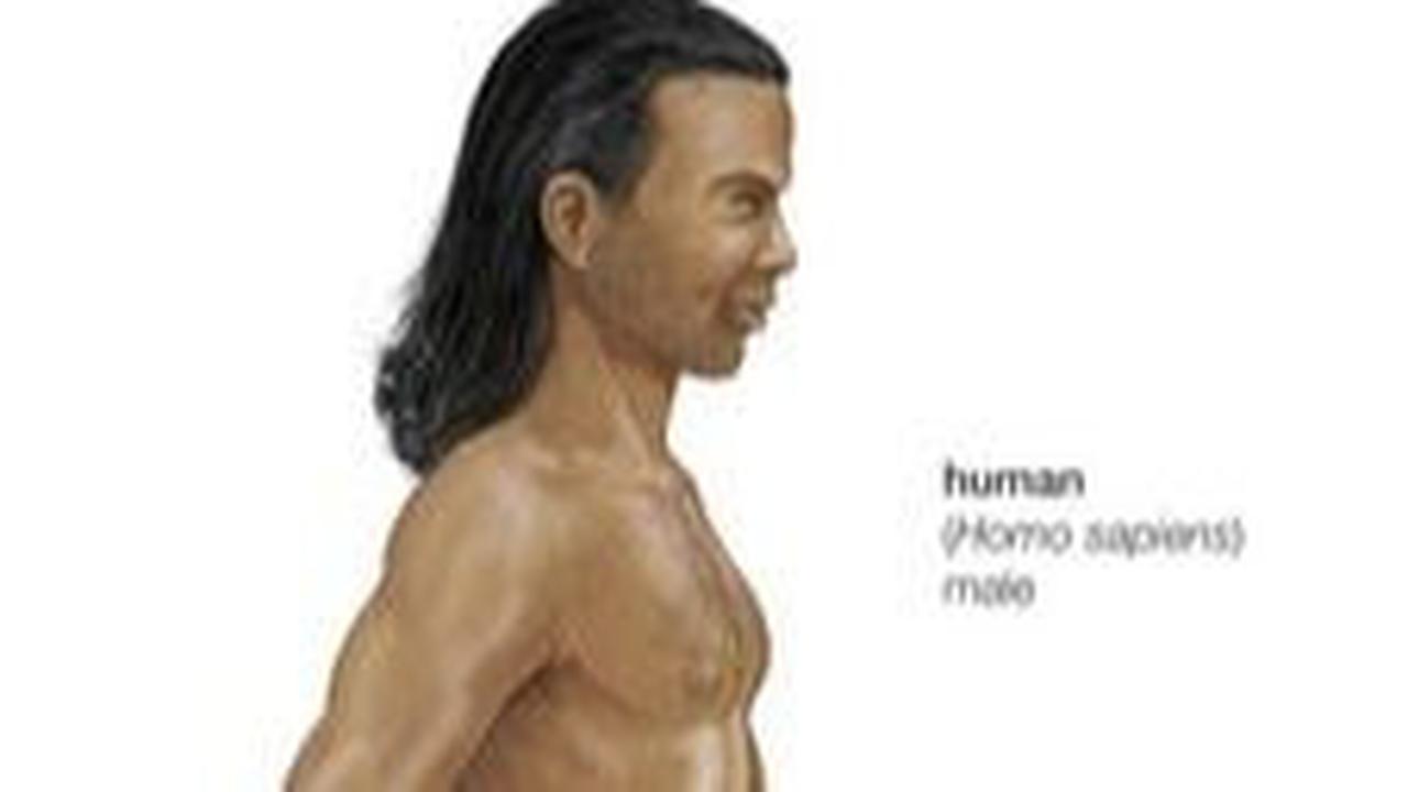 Pengertian Homo Sapiens