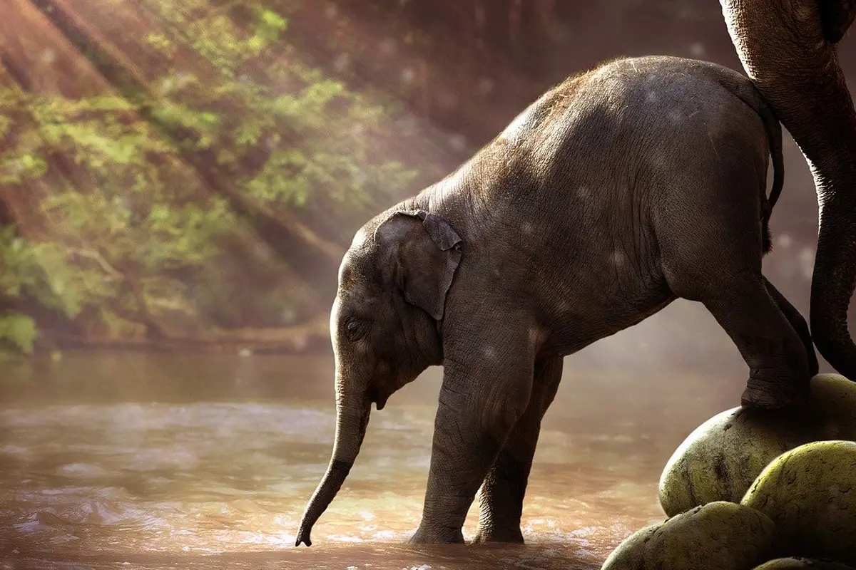 Taman Nasional Way Kambas Belum Mampu Lindungi Gajah Sumatera dari Para Pemburu Liar