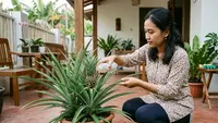 Cara Merangsang Nanas Madu Dalam Pot Cepat Berbuah, Teknik Induksi hingga Pilihan Pupuk