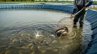 Trik Ternak Ikan Sukses Walau Tanpa Air Mengalir,  7 Langkah Agar Ikan Tidak Mudah Mati