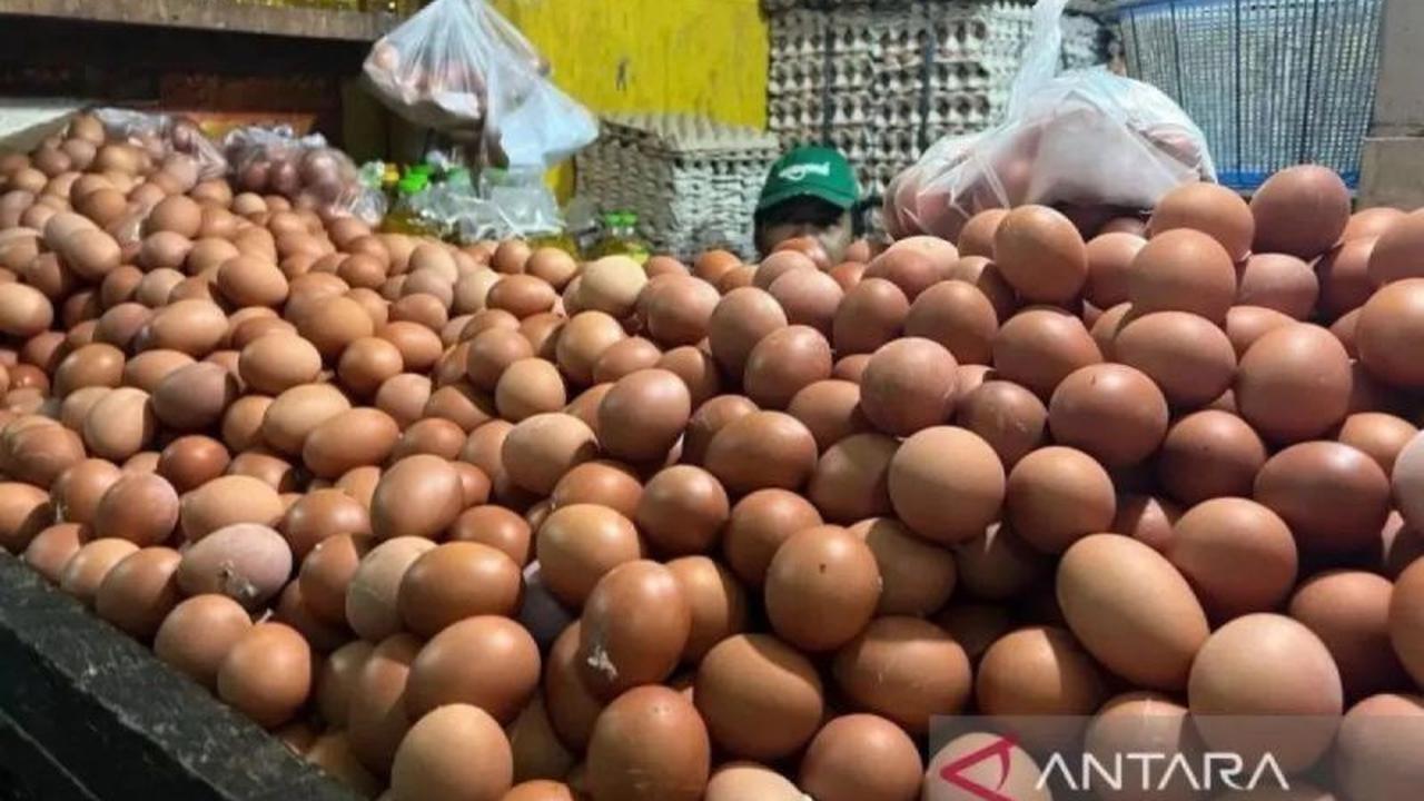 Jelang Idul Fitri 2026, Pasokan Telur Ayam di Babel Dipastikan Aman dengan Tambahan 42,6 Ton