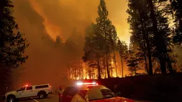 Api membakar pepohonan di  89 utara Greenville di Plumas County, California, Selasa (3/8/2021). Kondisi kering dan berangin telah menyebabkan peningkatan aktivitas kebakaran saat petugas pemadam kebakaran memerangi kobaran api yang berkobar pada 14 Juli. (AP Photo/Noah Berger)