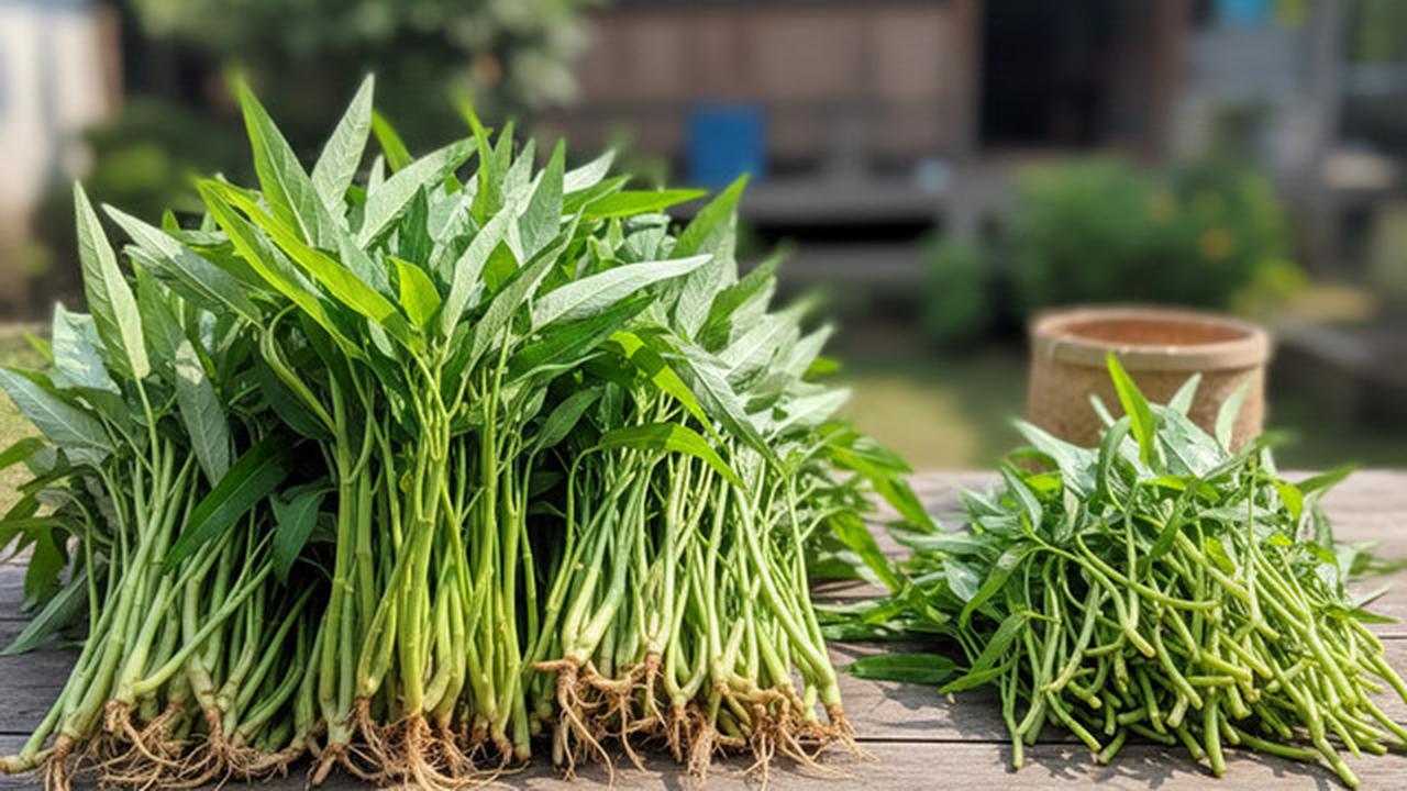 7 Cara Menanam Kangkung agar Panen 21 Hari dengan Media Sederhana