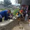 Teror Ular Sanca 4 Meter, Bersarang di Bawah Jembatan Sukabumi