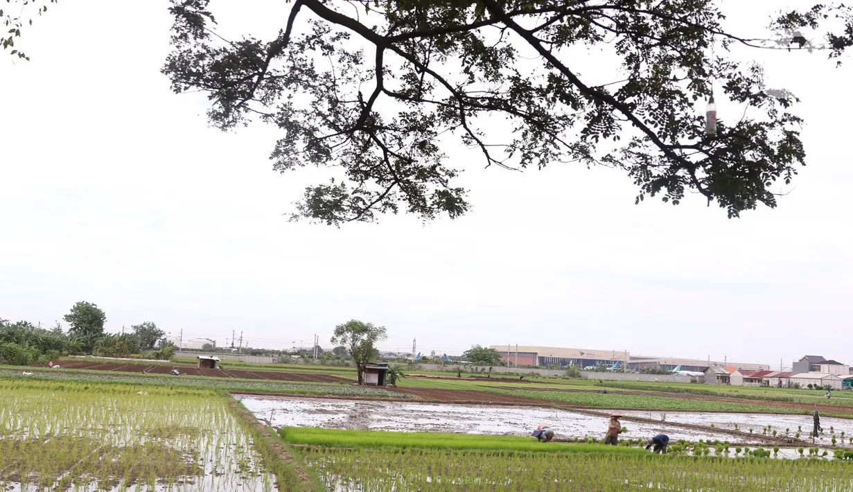 Petani menanam padi di persawahan di kawasan Tangerang, Kamis (3/12/2020). Kementerian Pertanian menargetkan pada musim tanam pertama 2020-2021 penanaman padi mencapai seluas 8,2 juta hektare menghasilkan 20 juta ton beras. (Liputan6.com/Angga Yuniar)