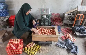 Harga Telur Merangkak Naik, Terkerek Dapur MBG Kembali Beroperasi
