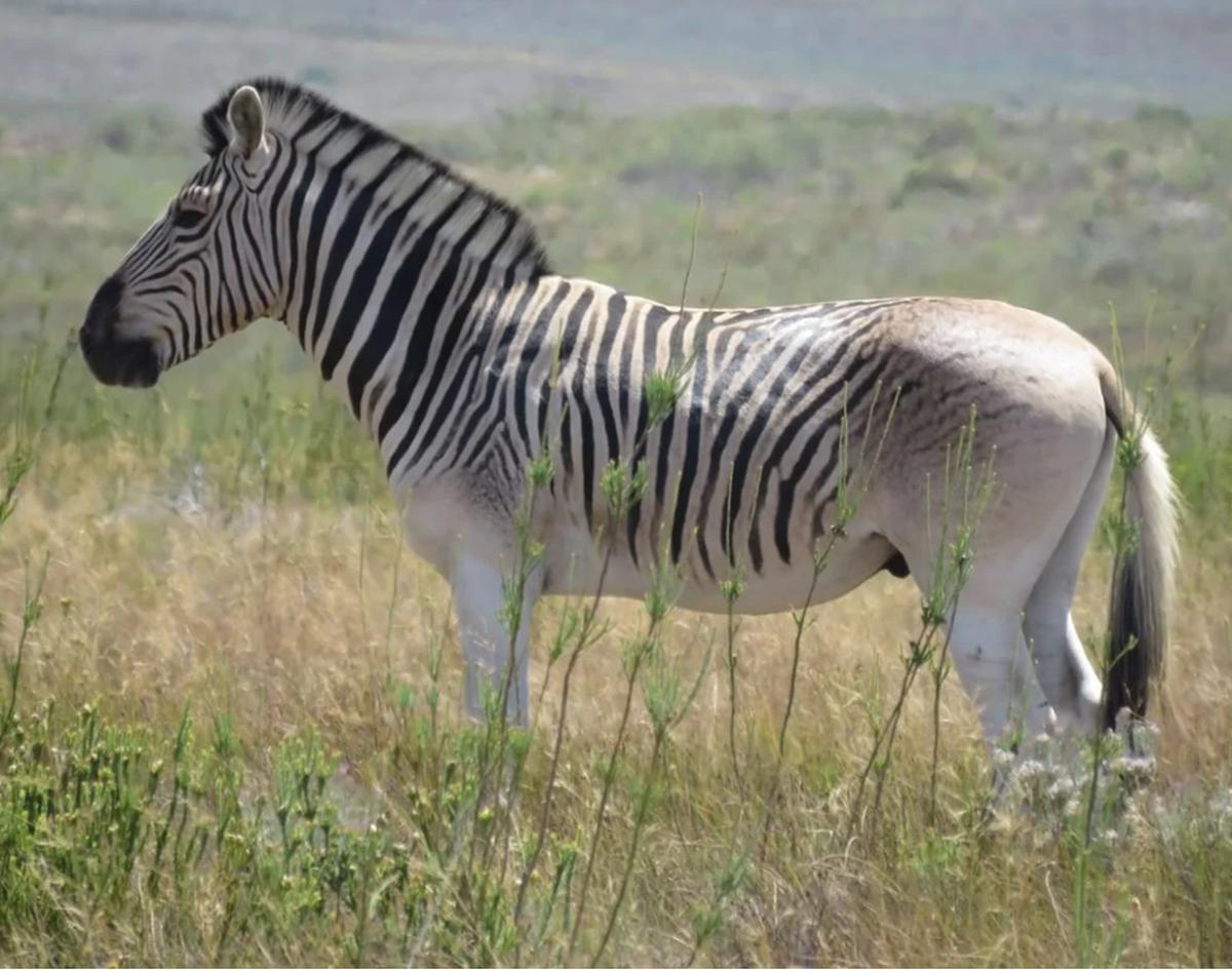 quagga