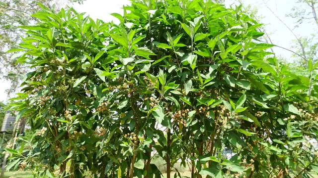 daun afrika