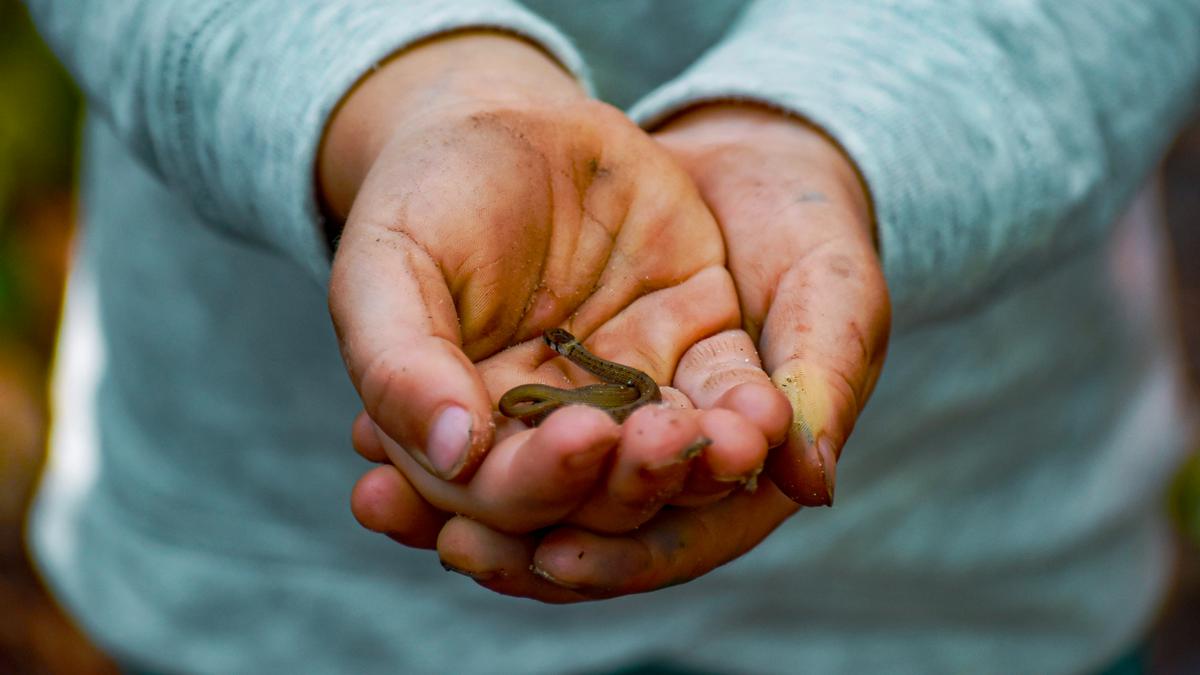 11 Ciri Anakan Ular Baru Menetas di Halaman Rumah yang Harus Diwaspadai