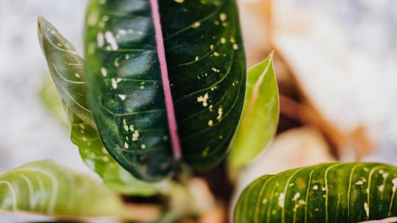Jenis-jenis aglaonema