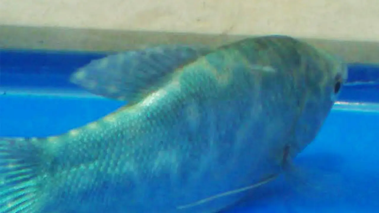 Ikan Berlafazkan "Allah" Riuhkan Warga Pademangan