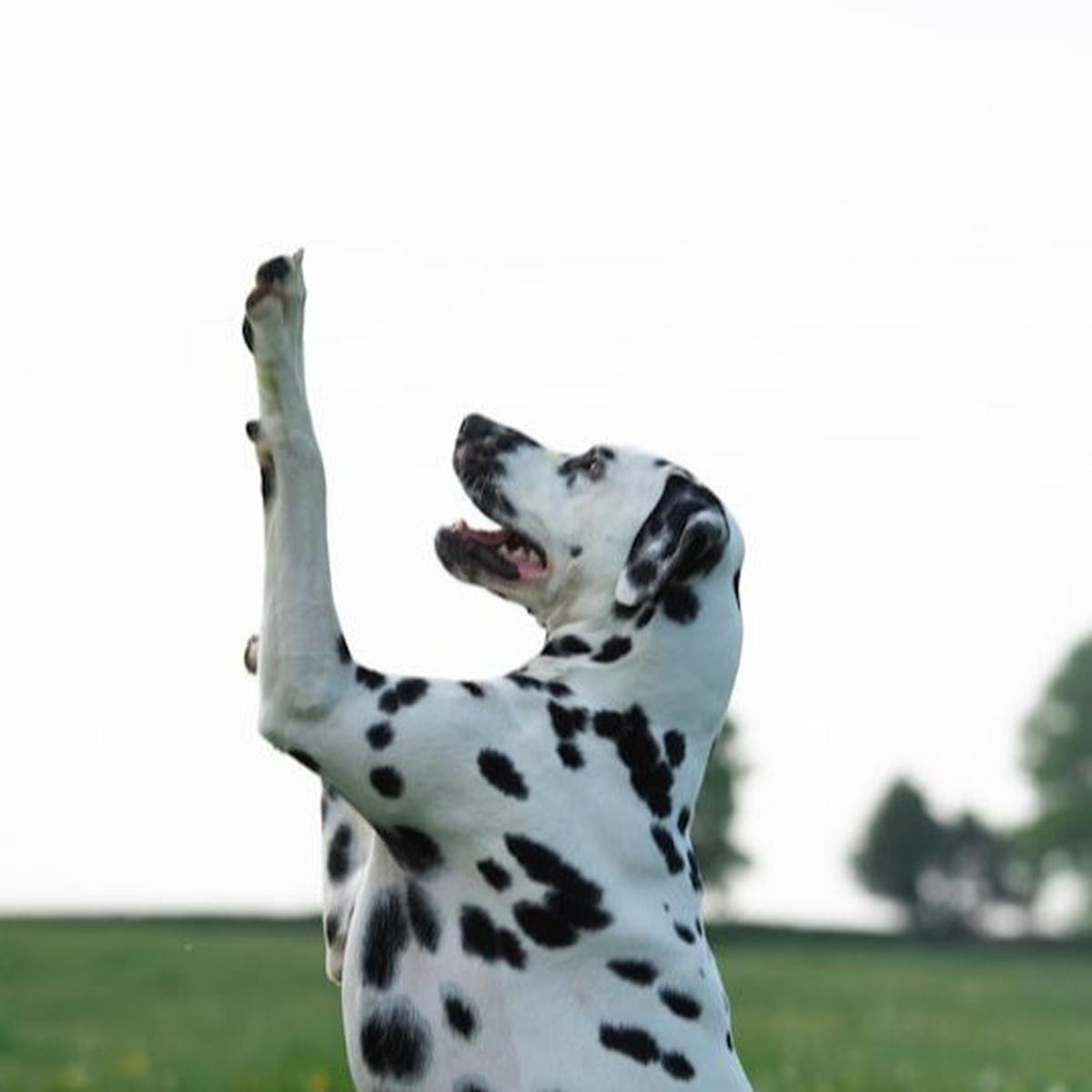 Dalmatian