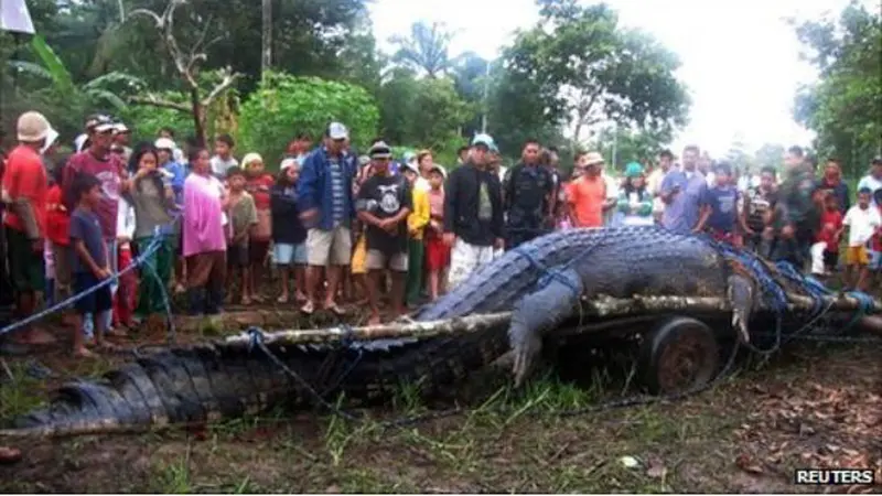 6 Hewan Berukuran Raksasa yang Gemparkan Dunia