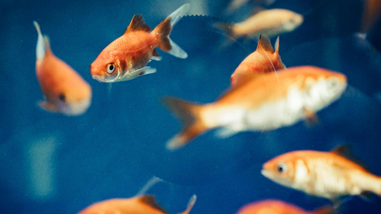 Cara Mengajari Ikan Trik Meminta Makan