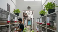 7 Ide Usaha Ternak Minim Bau di Lahan Sempit, Cocok untuk Area Perumahan Padat