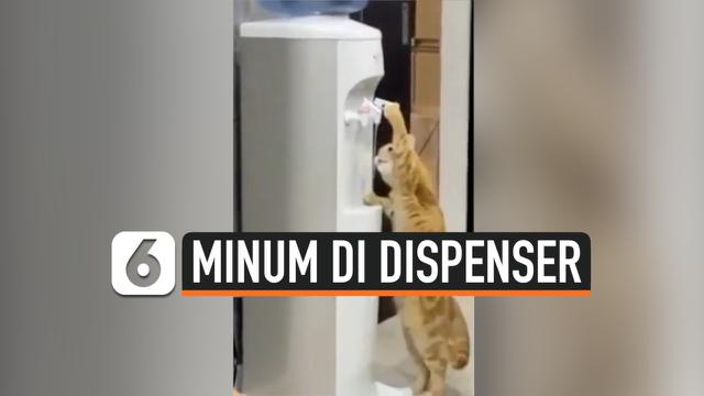 KELAKUAN AJAIB KUCING, AMBIL MINUM SENDIRI DI DISPENSER