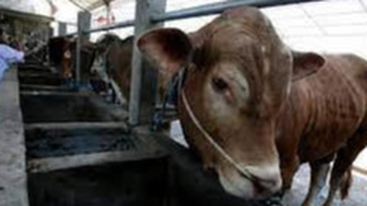 Satu Sapi Dilaporkan Mati karena Antraks, Begini Langkah Pemkab Gunungkidul Cegah Penyebaran