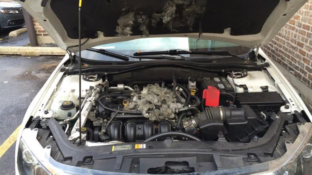 Tikus di Mesin Mobil