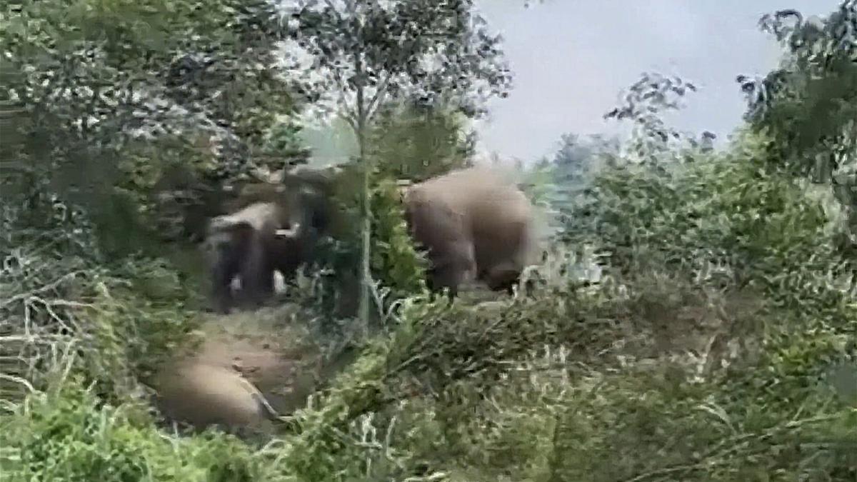 Lampung Catat 260 Konflik Satwa Liar per Tahun, Didominasi Gajah dan Harimau