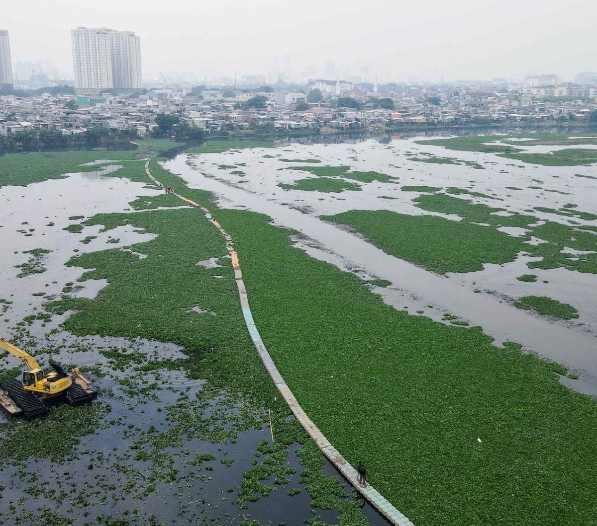 Sebanyak 50 petugas dikerahkan dalam kegiatan pembersihan ini.Mereka bekerja keras sejak pagi hari untuk memastikan eceng gondok yang menghambat aliran air dapat diangkat dan dibersihkan dengan maksimal. Foto: Liputan6.com / Herman Zakharia