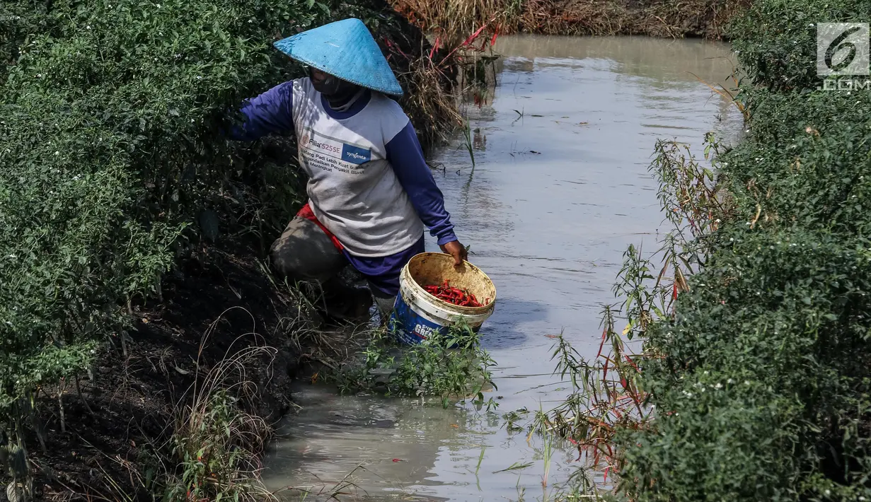 Petani mengumpulkan hasil panen cabai di Brebes, Jawa Tengah, Minggu (2/7). Akibat cuaca buruk ini, para petani memilih panen dini lantaran khawatir mengalami gagal panen. (Liputan6.com/Faizal Fanani)