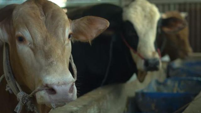 Ayu Ting Ting qurban 3 ekor sapi jumbo (Instagram/ayutingting92)