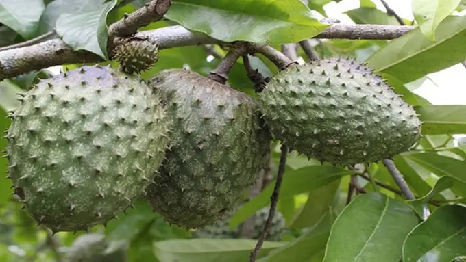 Photo: Copyright loopjamaica.com