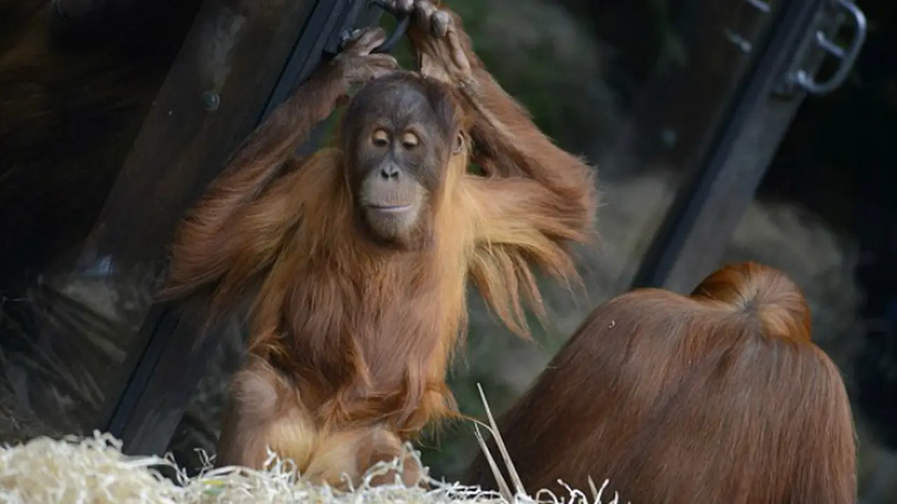 Orangutan Kagum Saat Melihat Seorang Ibu Menyusui Bayinya