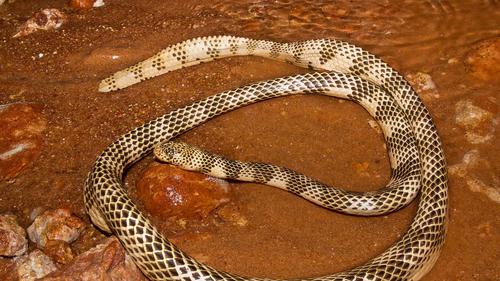 Yalangoch gruzin erkakning surati