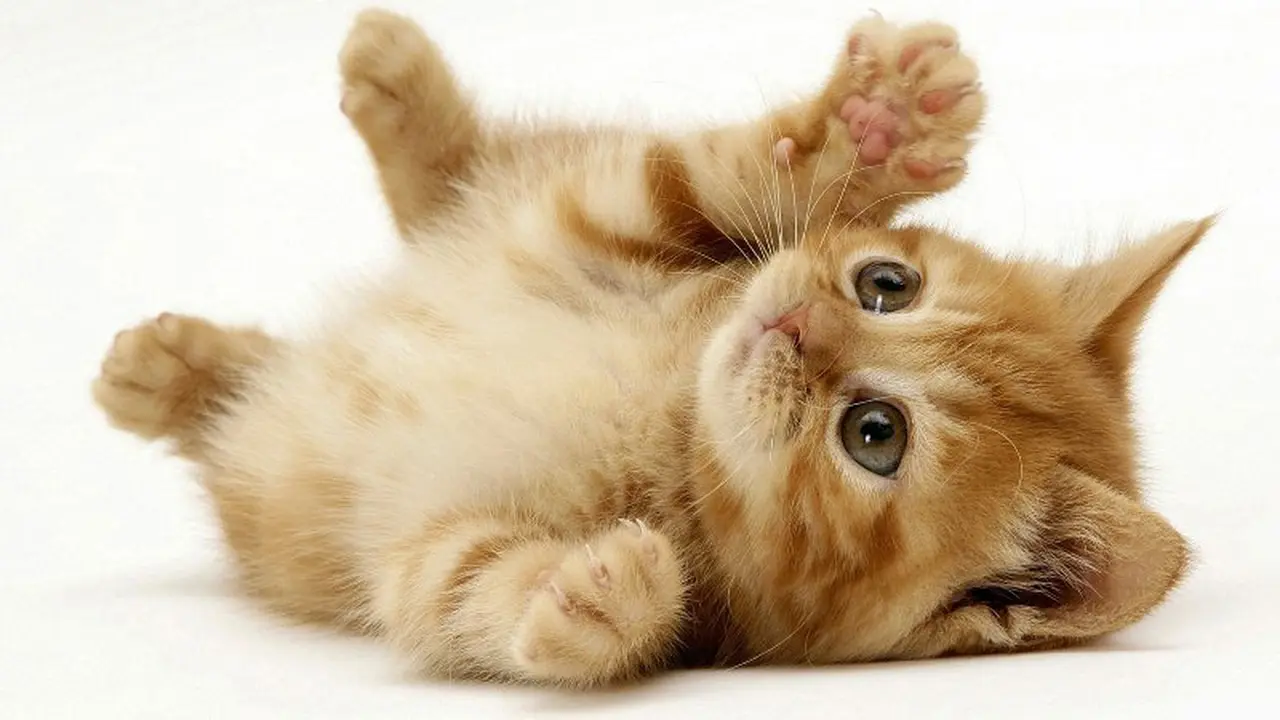 Para Pecinta Kucing Wajib Tahu Fakta-Fakta Ini