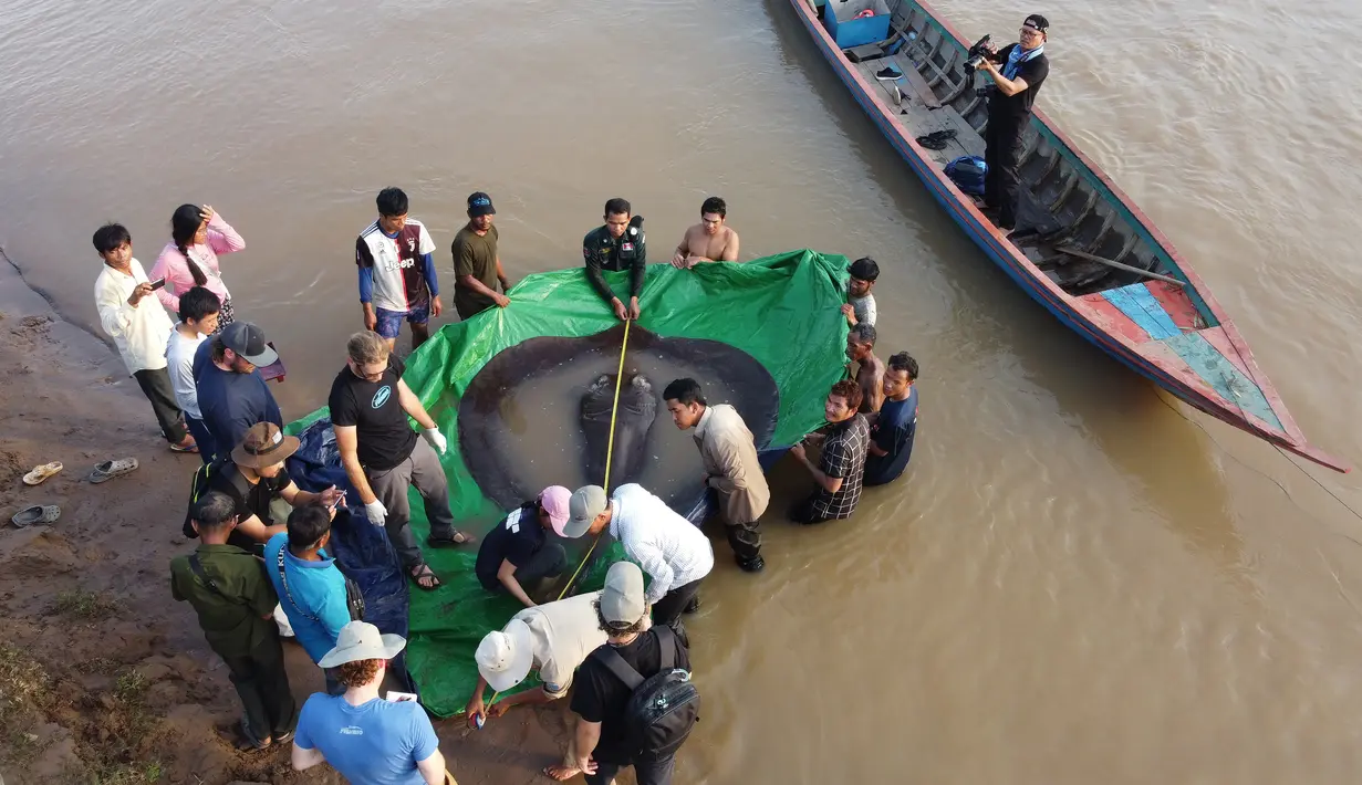 <p>Dalam foto yang diambil pada 14 Juni 2022, tim ilmuwan dan peneliti mengukur panjang ikan pari air tawar raksasa sebelum dilepaskan kembali ke Sungai Mekong di provinsi timur laut Stung Treng, Kamboja. Ikan pari air tawar itu, oleh penduduk sekitar diberi nama Christened Boramy - yang berarti "bulan purnama" dalam bahasa Khmer. (Sinsamout Ounboundisane/FISHBIO via AP)</p>