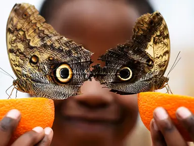 Bocah bernama Bjorn tersenyum saat berpose dengan kupu-kupu Owl peluncuran pameran Sensasional Butterflies di Museum Sejarah Alam, London, Inggris 23 Maret 2016. (REUTERS / Dylan Martinez)