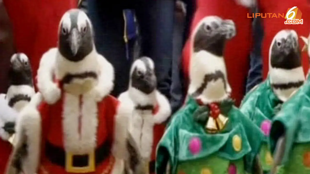 penguin-131219-a.jpg