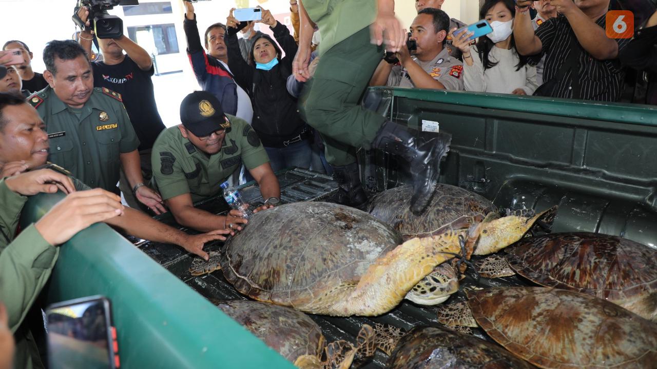 Polda Bali Bongkar Penyimpanan Puluhan Penyu Hijau yang Dilindungi
