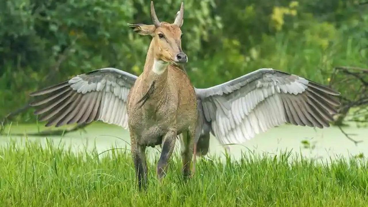 Pegasus, the Flying Horse by&nbsp; Jagdeep Rajput, 2010