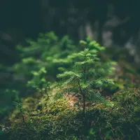 Green jobs dapat membantu bumi menjadi lebih baik dan sehat. (Foto: Unsplash/Matthew Smith)