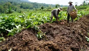 Cara Menanam Ubi Jalar dari Bibit Stek hingga Panen agar Umbi Besar dan Melimpah