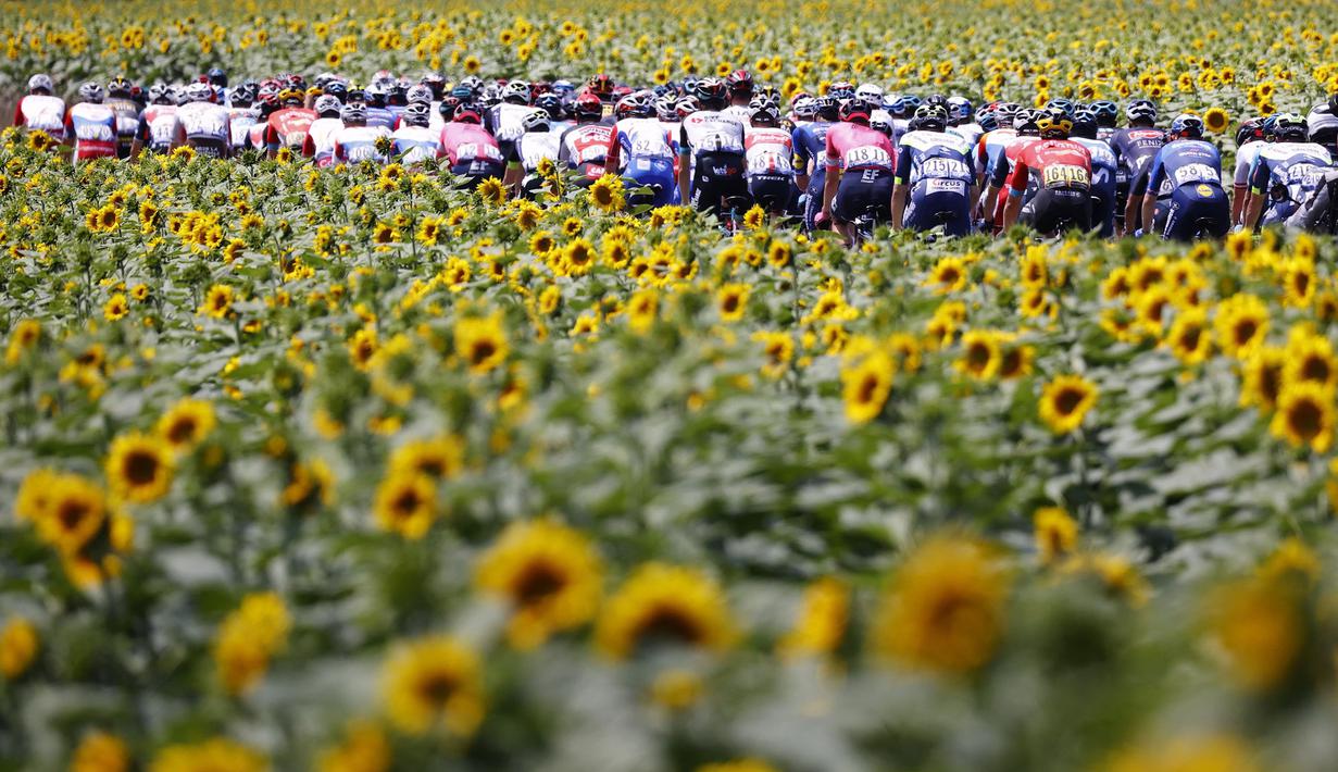Sejumlah pembalap sedang melaju diantara kebun bunga matahari pada etape ke-14 balap sepeda Tour de France 2021 yang menempuh jarak 183 km, dari Carcassonne menuju Quillan, pada 10 Juli 2021. (AFP/Thomas Samson)