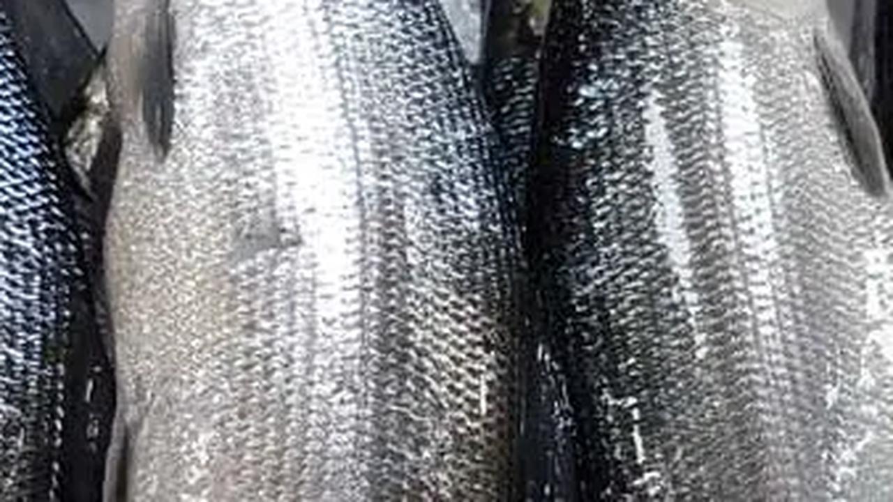 Sebelum membahas jenis-jenis ikan yang kaya protein, penting untuk memahami kebutuhan tubuh akan nutrisi ini. Asupan protein yang memadai diperlukan untuk memenuhi kebutuhan fungsi tubuh secara optimal.