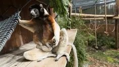 Poppy, seekor sifaka Mahkota betina, memegang anaknya di kebun binatang Mulhouse, Prancis pada 5 Maret 2019. Sifaka mahkota adalah spesies yang terancam punah dari Madagaskar. (Photo by SEBASTIEN BOZON / AFP)