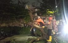 Pohon Tumbang di Depan Kampus Unpad Jatinangor, Tiga Pengendara Motor Luka Berat Usai Tertimpa