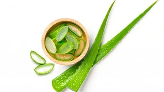 Lidah buaya