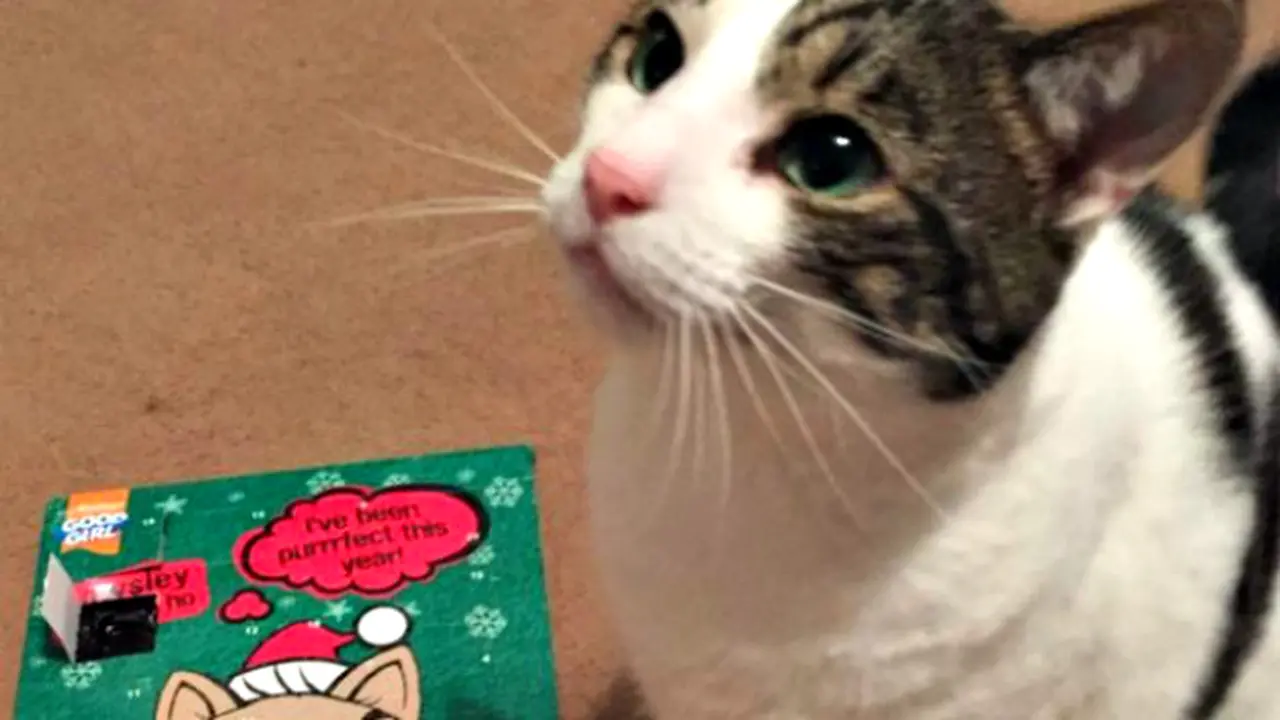 Tak Punya Kartu Identitas, Kucing Nyaris Batal Dapat Paket Pos