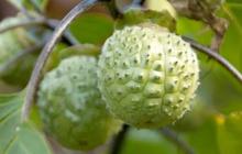 Ternyata Bisa Sembuhkan Penyakit, Ini Sederet Manfaat Buah Kecubung