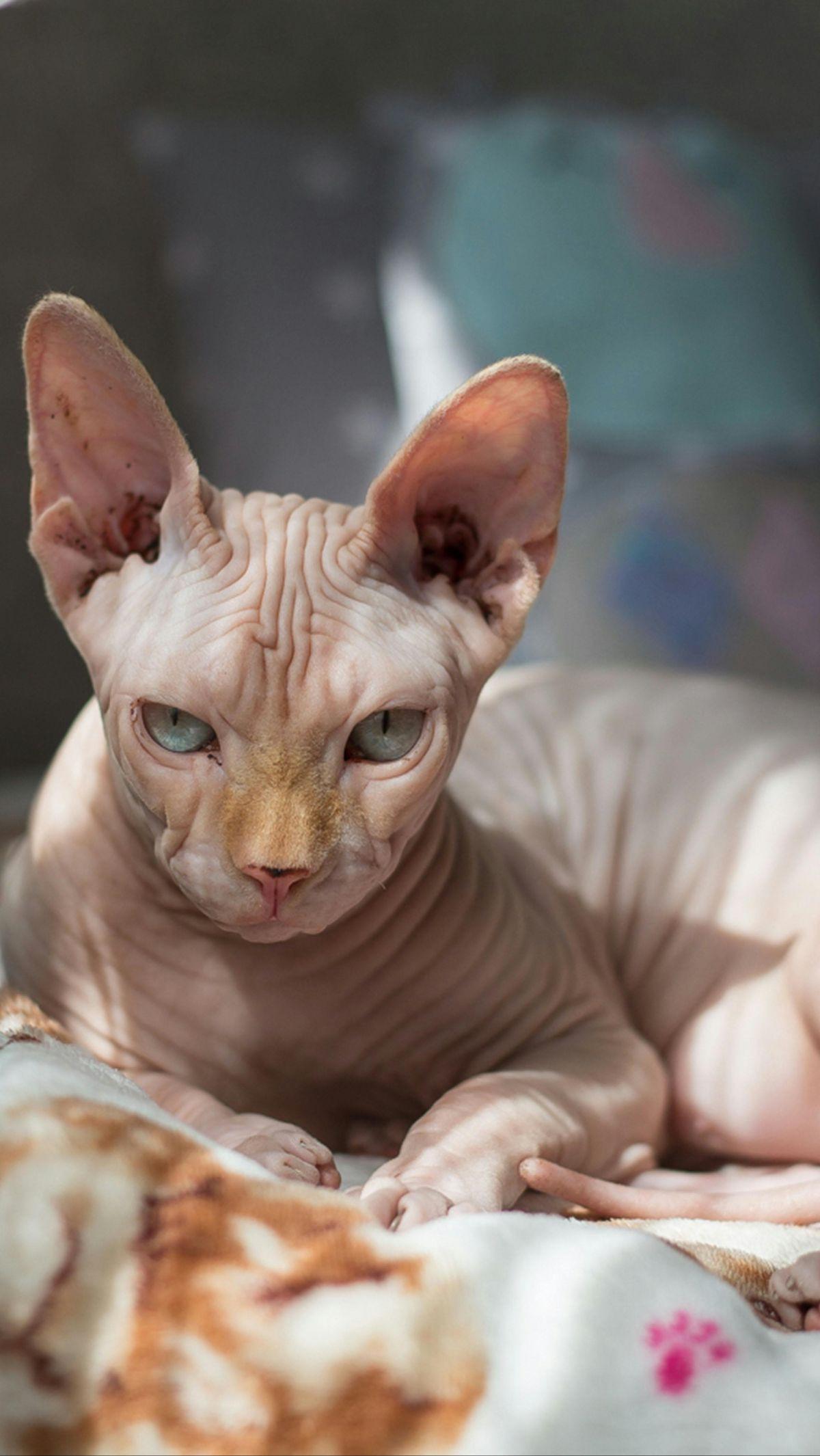 <b>Kucing Jenis Sphynx</b>