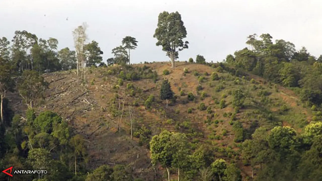 pengelolaan-hutan-130515b.jpg